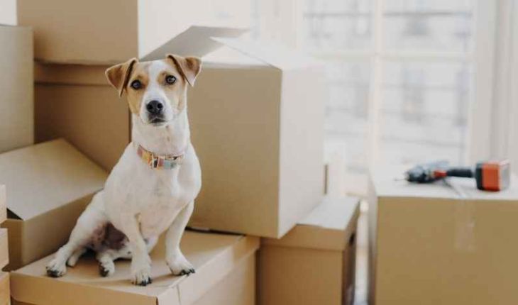 Pet Relocation Services Shree Jagannath Cargo Packers and Movers